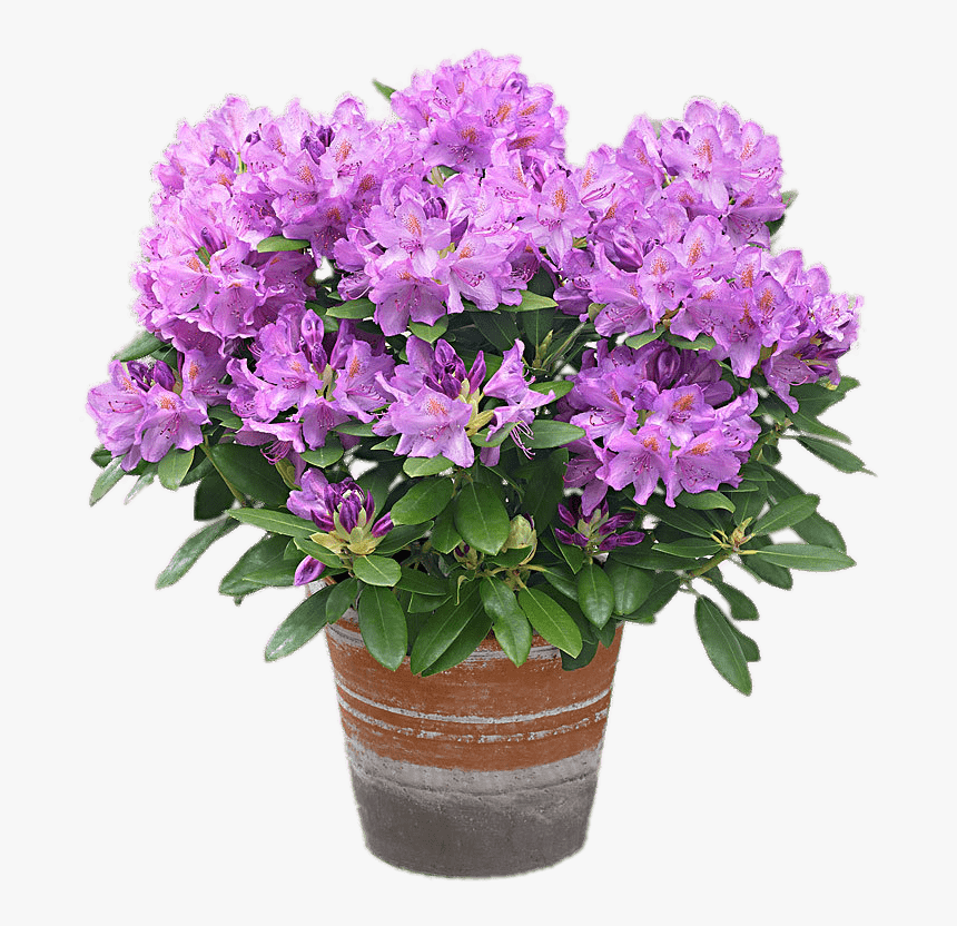 Mauve Rhododendron In A Pot - Rhododendron Catawbiense Grandiflorum, HD Png Download, Free Download