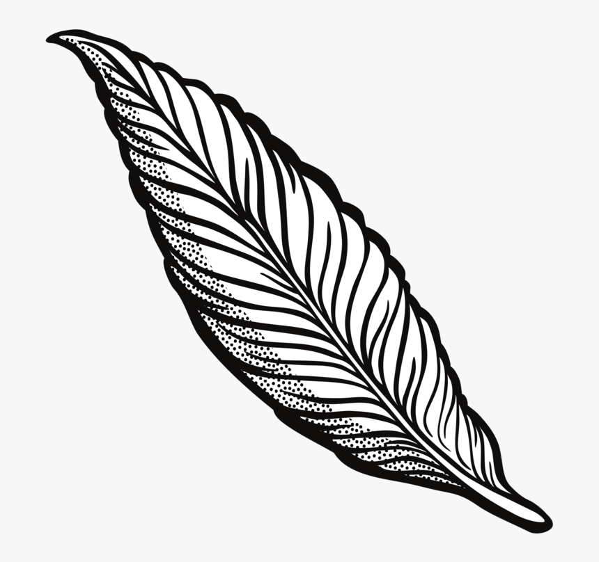 Feather Drawing Line Art Quill Cartoon - Clipart Feather, HD Png Download, Free Download