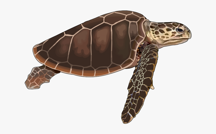 Imagenes De Tortuga Png, Transparent Png, Free Download