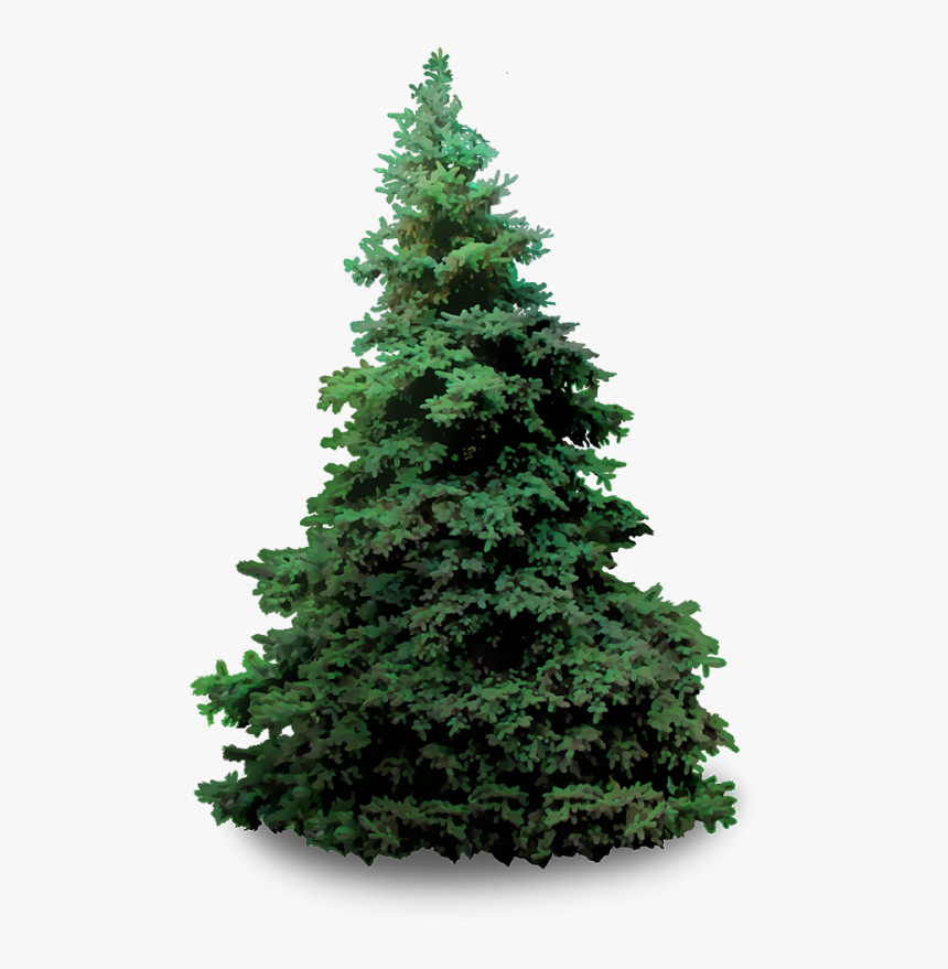 Real Christmas Tree Transparent Background, HD Png Download, Free Download