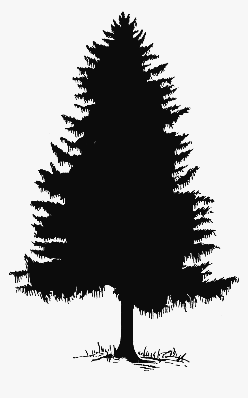 Evergreen Tree Pine Silhouette Clip Art, HD Png Download, Free Download