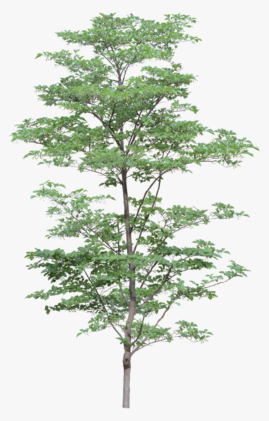 Png Tree - Trees Png, Transparent Png, Free Download