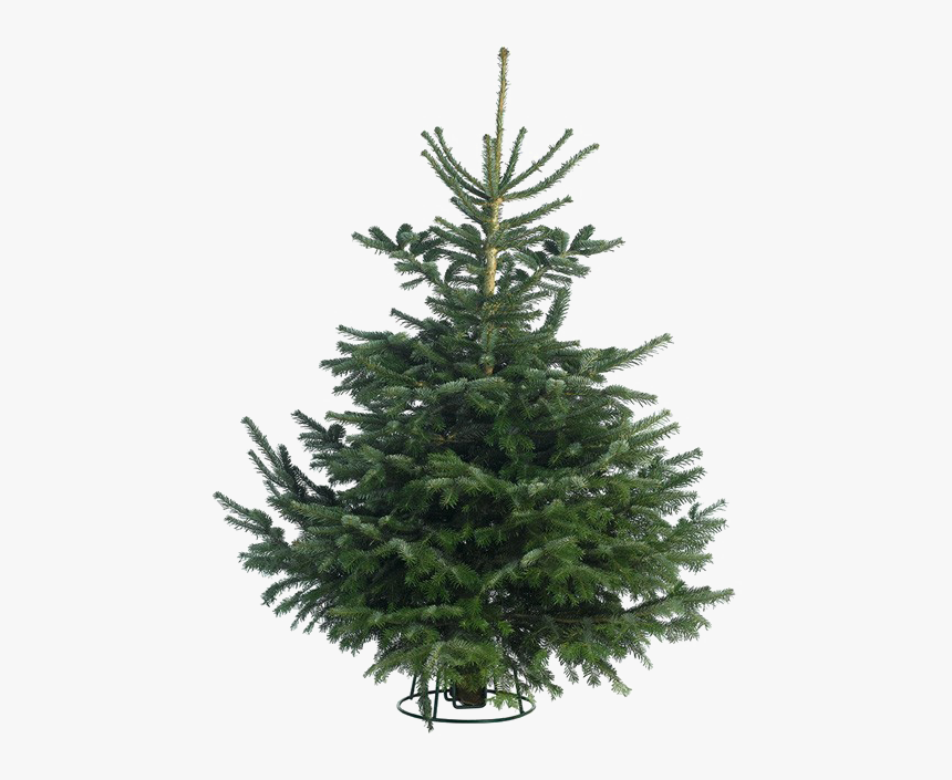 Fir Tree Png Image Download - Noble Fir Christmas Tree, Transparent Png, Free Download