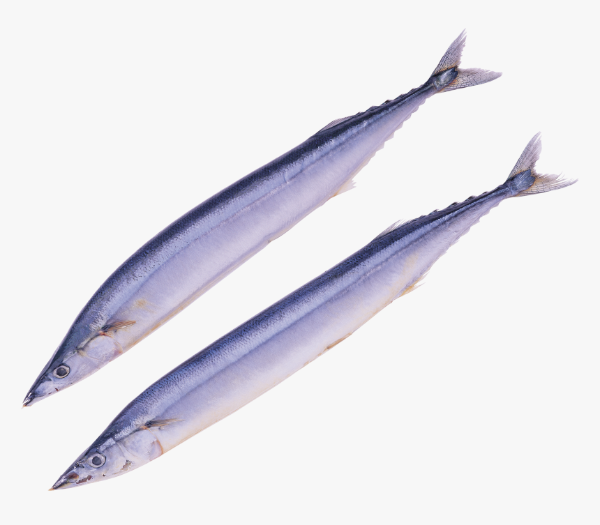 Pacific Saury Png, Transparent Png, Free Download