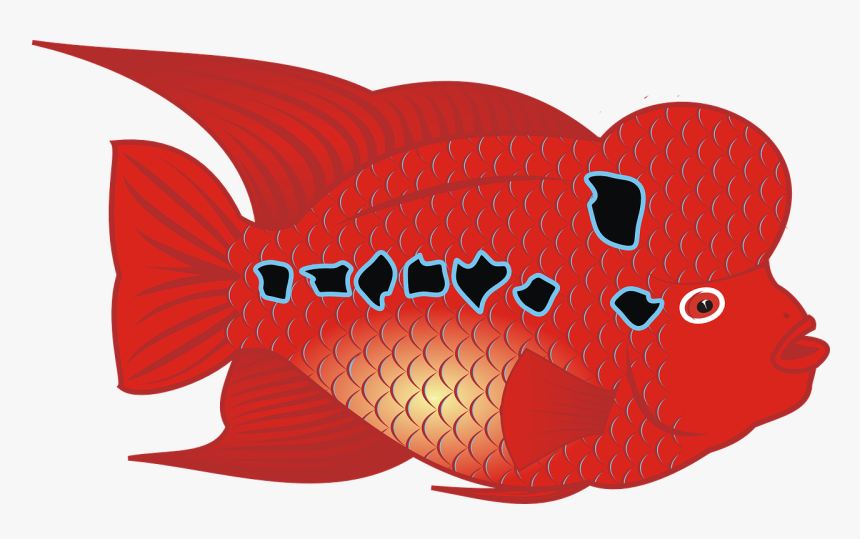 Flowerhorn Fish - Flowerhorn Fish Clipart, HD Png Download, Free Download
