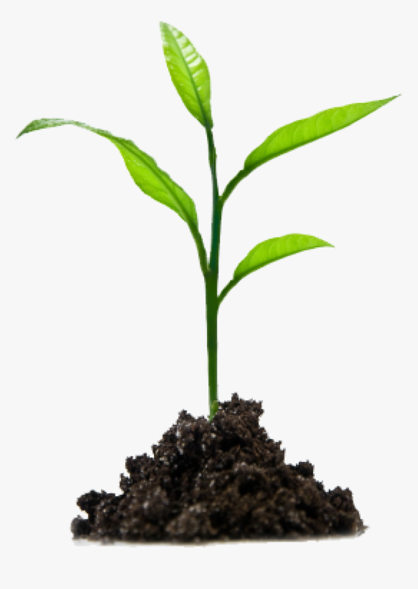 Planting Animal Kid - Growing Plant Png, Transparent Png, Free Download