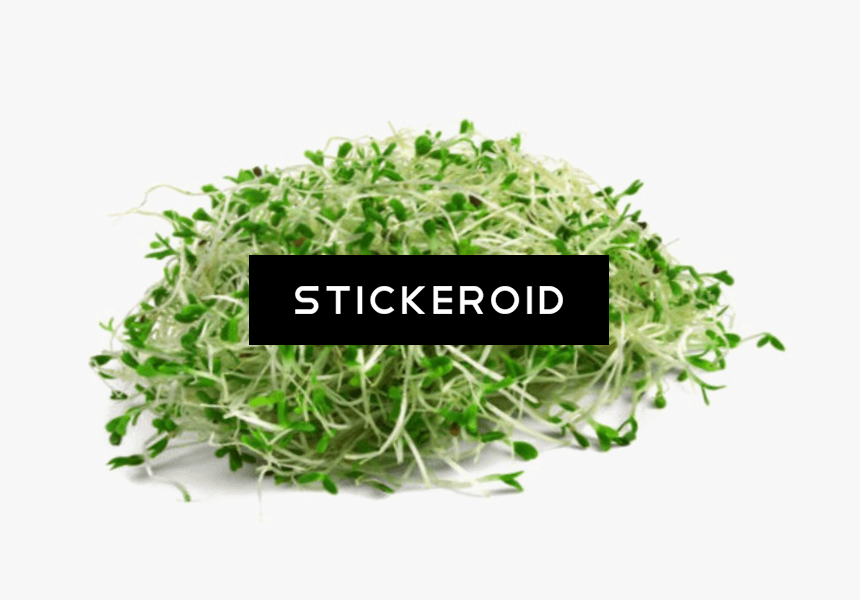 Transparent Sprout Png - Alfalfa Sprout In Nz, Png Download, Free Download