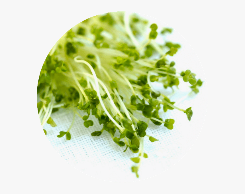 Story Of Fresh Sprouts Organic Broccoli Sprouts - Iceburg Lettuce, HD Png Download, Free Download