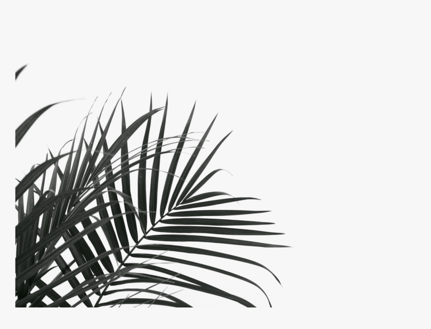 Palm Branches, HD Png Download, Free Download