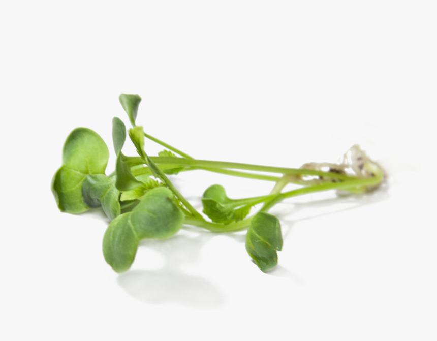 Radish Sprouts - Radish Sprout Png, Transparent Png, Free Download