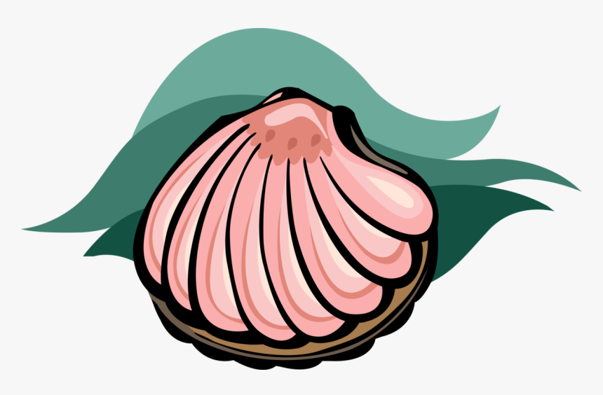 Vector Illustration Of Marine Aquatic Mollusk Seashell, HD Png Download, Free Download