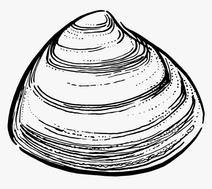 Storm Clam - Clam Png, Transparent Png, Free Download