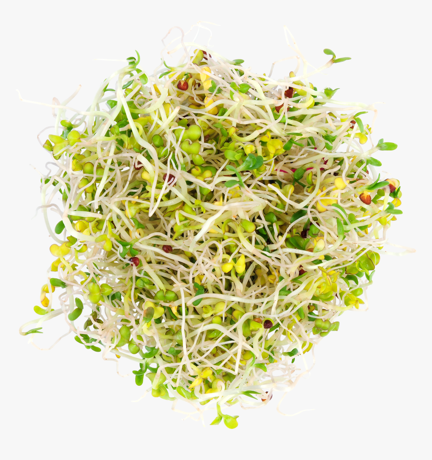 Alfalfa Sprouts, HD Png Download, Free Download