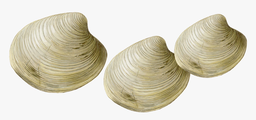 Transparent Clams Png - Clams Transparent, Png Download, Free Download