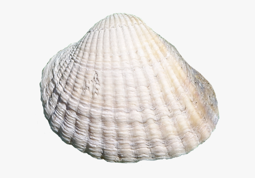 Sea, Shell, Masked - Clipart Bivalve Shell, HD Png Download, Free Download