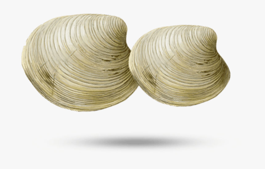 Clam - Wire, HD Png Download, Free Download