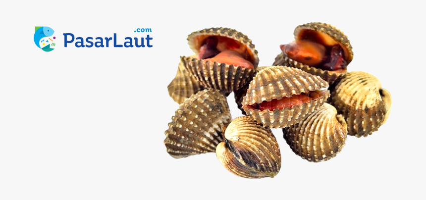Pasar Laut On Twitter - Blood Cockle, HD Png Download, Free Download