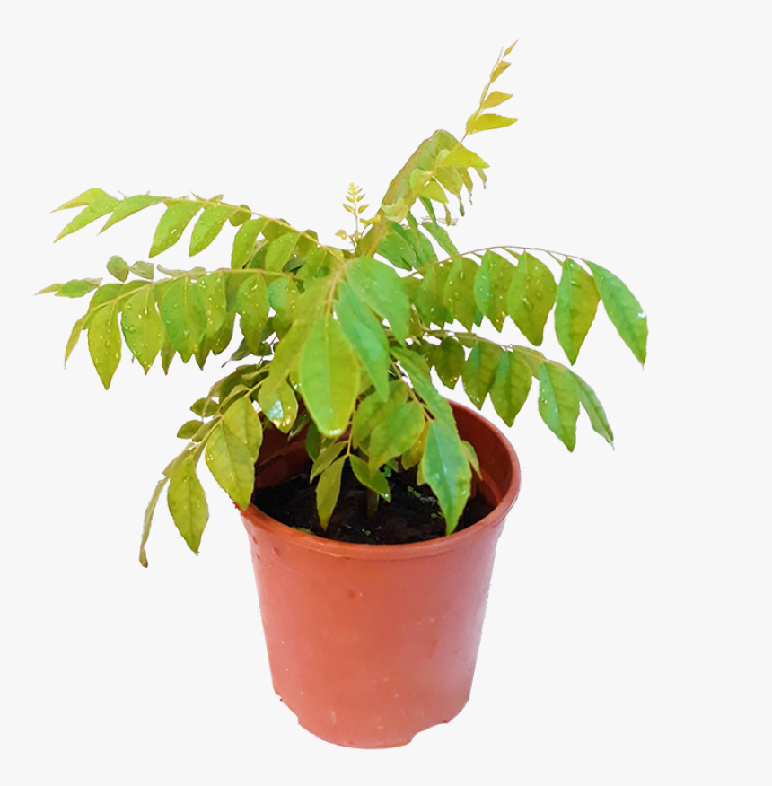 Flowerpot, HD Png Download, Free Download