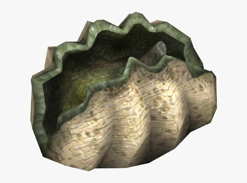 Giant Clam - Giant Clam Png, Transparent Png, Free Download