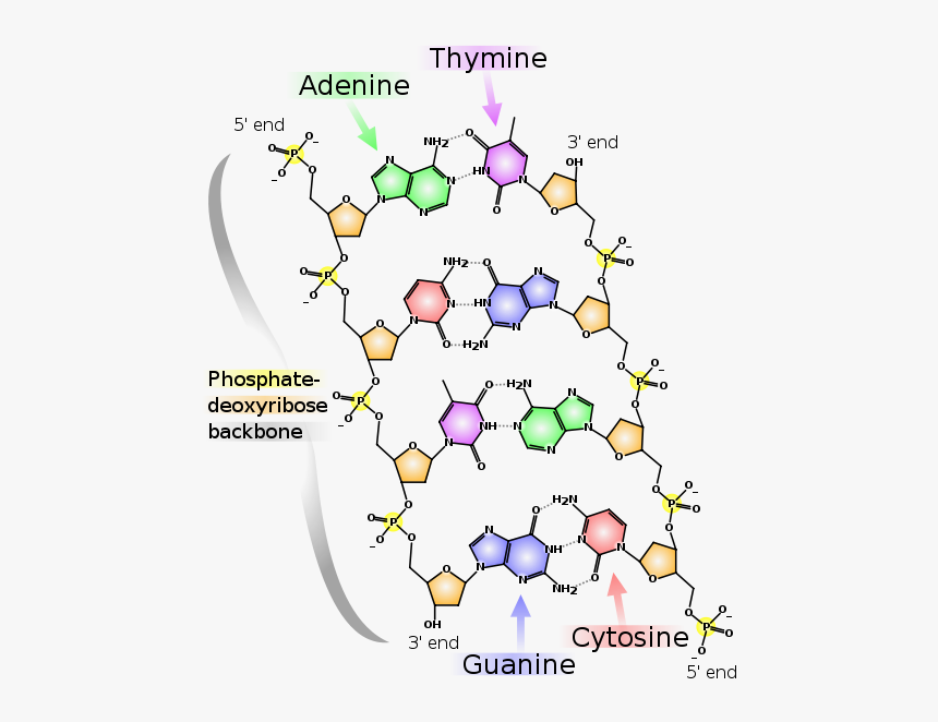 Dna Molecule Structure, HD Png Download, Free Download