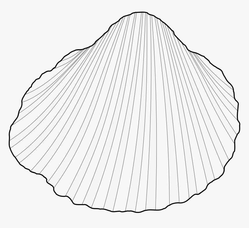 Clam Shell Clipart Download Cockles Clip Art- - Clam Line Drawing Png Transparent, Png Download, Free Download