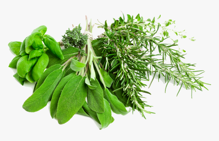 Plant,tree,curry Tree,grass,fines Herbes - Herbs Png, Transparent Png, Free Download