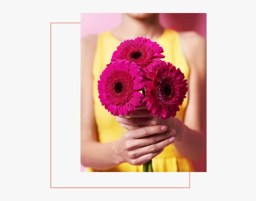 Barberton Daisy, HD Png Download, Free Download