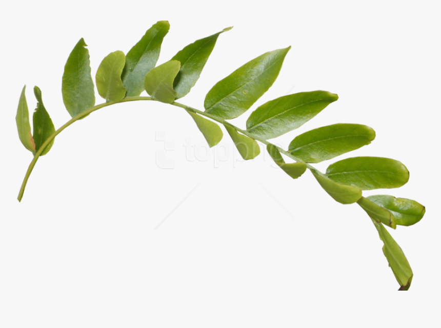 Branch With Leaves Png - Leaves Png Transparent Background, Png Download, Free Download