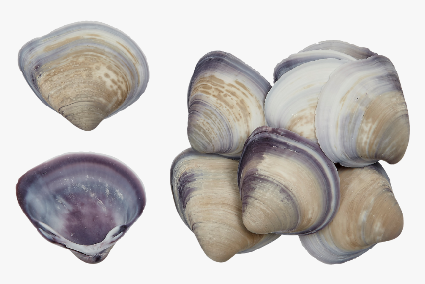 Baby Purple Clam - Shell, HD Png Download, Free Download