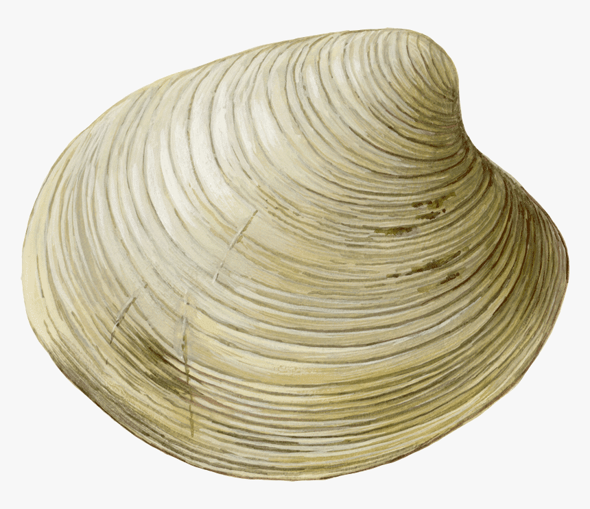 Cockle, HD Png Download, Free Download