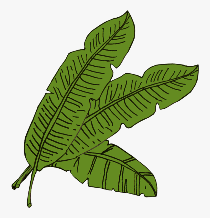 Full Banana Leaf Png For Kids - Banana Leaf Cartoon Png, Transparent ...
