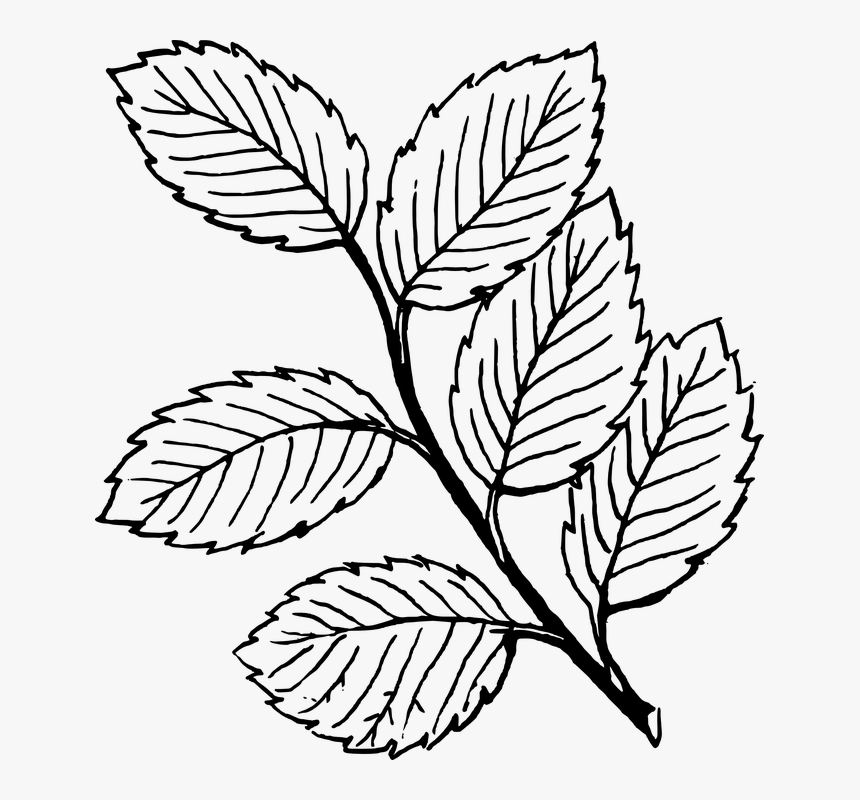 Transparent Vines Clipart - Draw A Rose Leaves, HD Png Download, Free Download