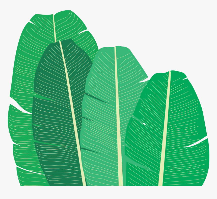 Banana Leaf Family@2x - Ensete, HD Png Download, Free Download