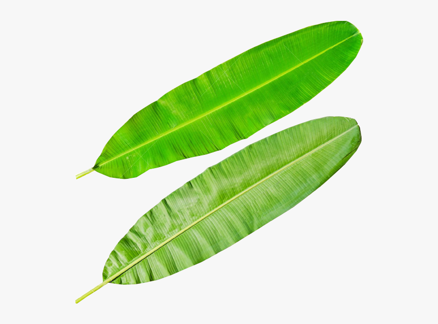 Banana Leaves Png - Banana Leaves Transparent, Png Download, Free Download