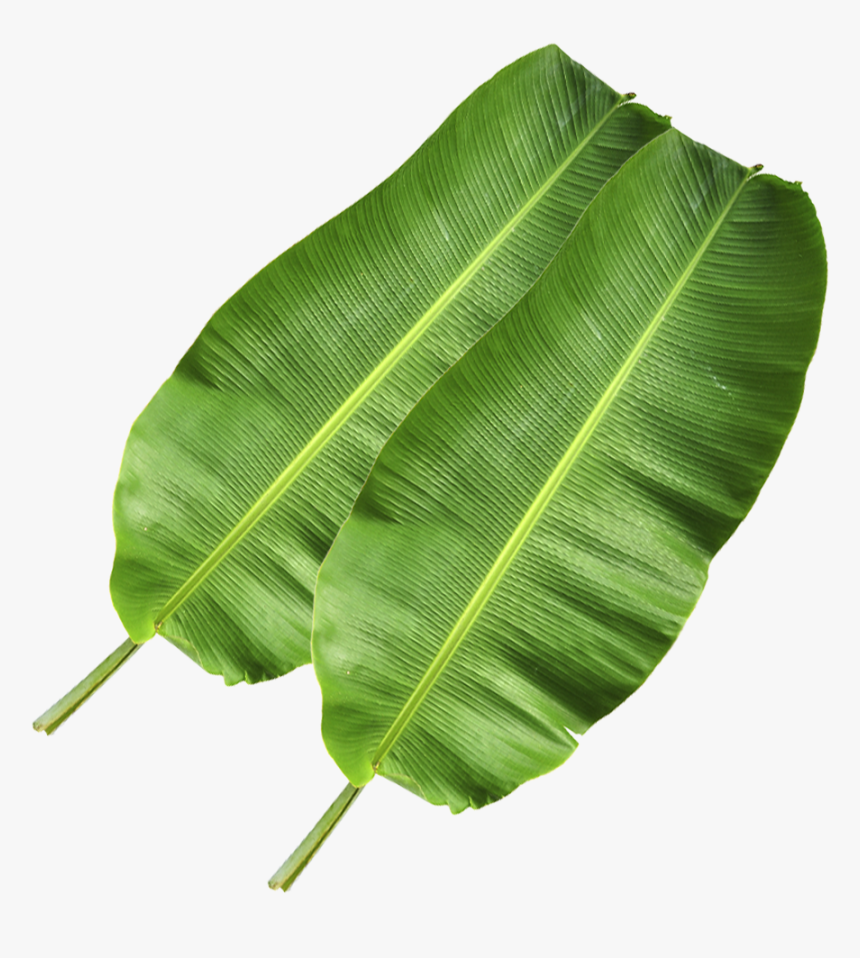 Ensete, HD Png Download, Free Download