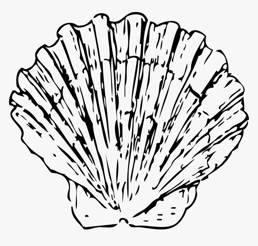 Scallop Black And White, HD Png Download, Free Download