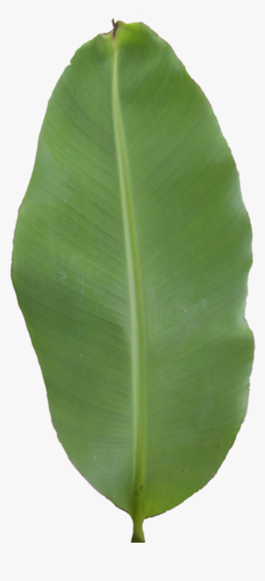 Ensete, Hd Png Download , Png Download - Ensete, Transparent Png, Free Download