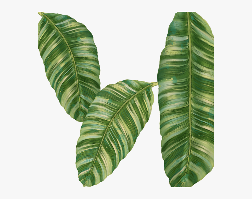Rainforest Resort - Tropical Banana Leaf, HD Png Download, Free Download