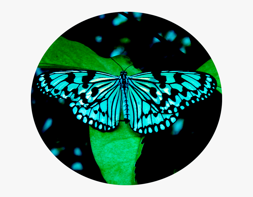 Butter - Tree Nymph Butterfly, HD Png Download, Free Download