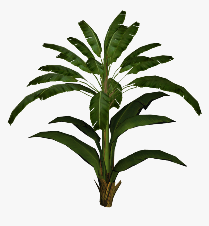 Banana Leaf Palm - Transparent Banana Leaf Plant Png, Png Download, Free Download