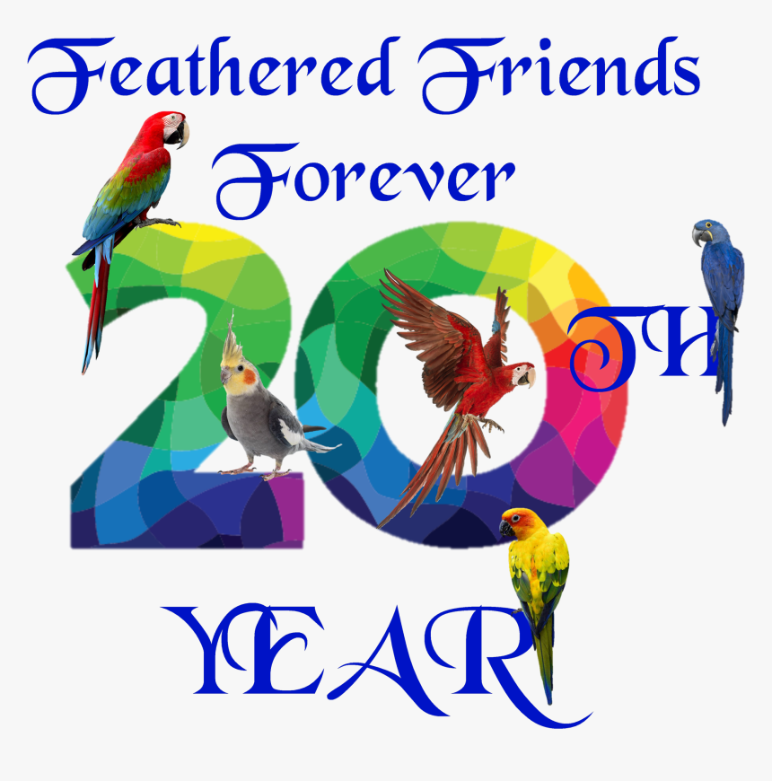 About Us Feathered Friends - Parakeet, HD Png Download, Free Download