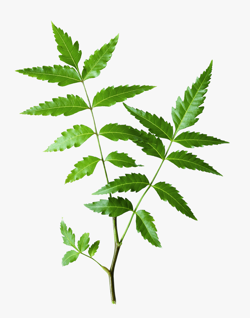 Transparent Neem Png, Png Download, Free Download