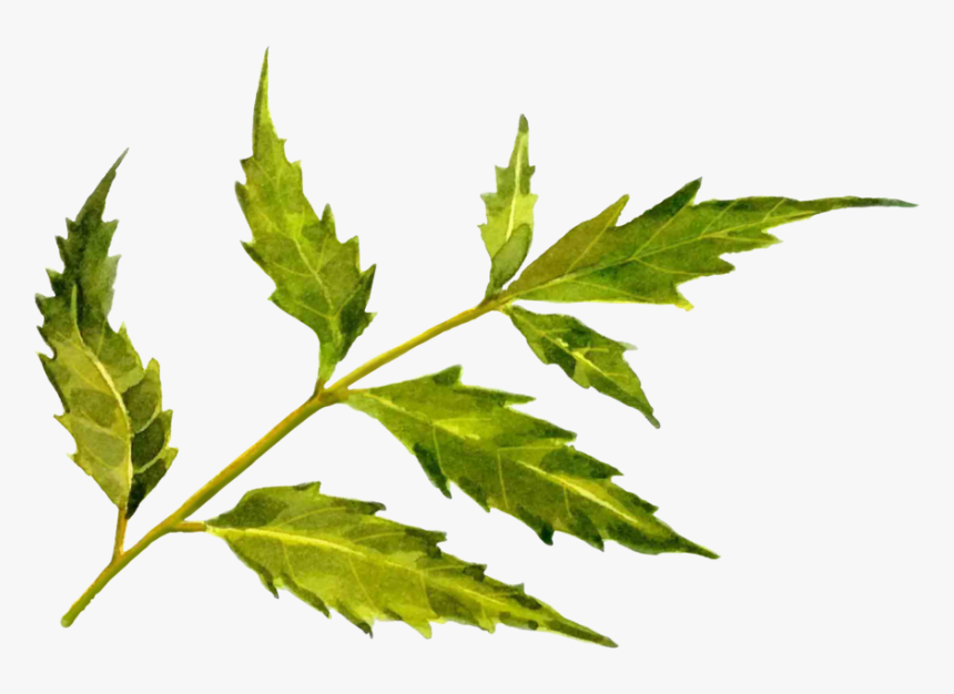 Neem Tree , Png Download - Maple Leaf, Transparent Png, Free Download