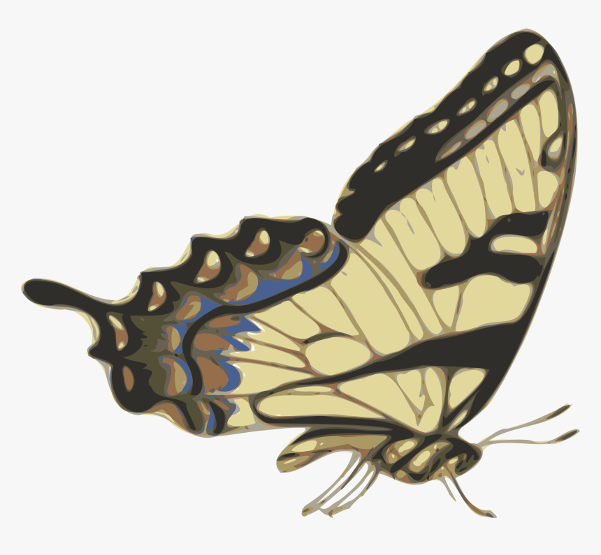 Butterfly Clip Art At Pngio - Drawings Of Butterfly Side View, Transparent Png, Free Download