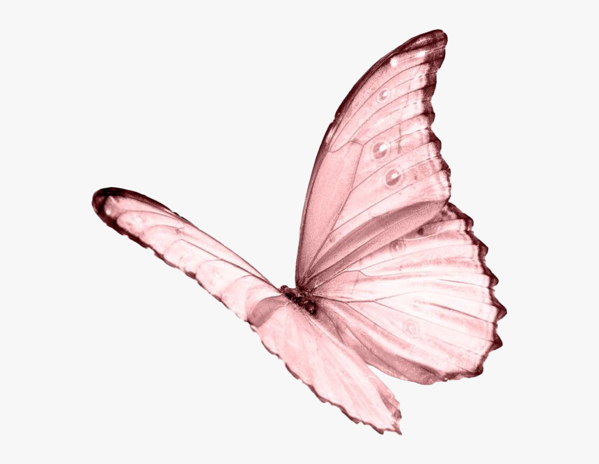 Featured image of post Pink Butterfly Gif Png Hummingbird is not a butterfly but it s still here