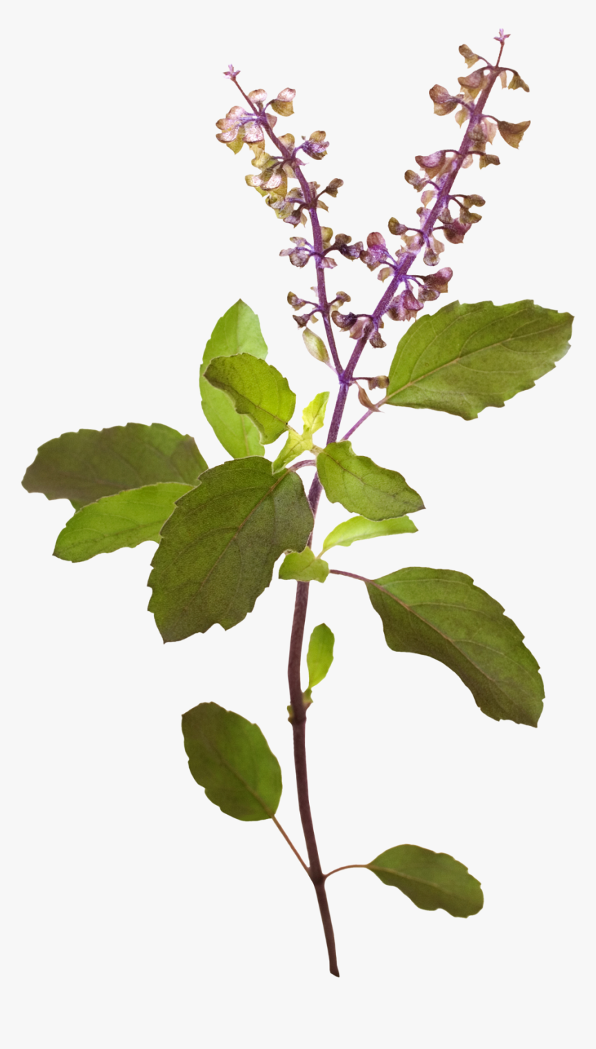 Tree Image - Transparent Tulsi Plant Png, Png Download, Free Download