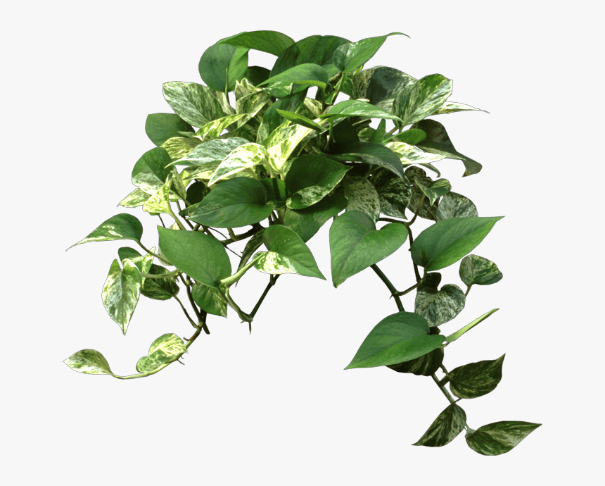 Office Plants Png, Transparent Png, Free Download