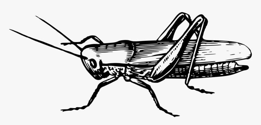 Grasshopper Vector Cricket Insect - Insects Clipart Black And White, HD Png Download, Free Download