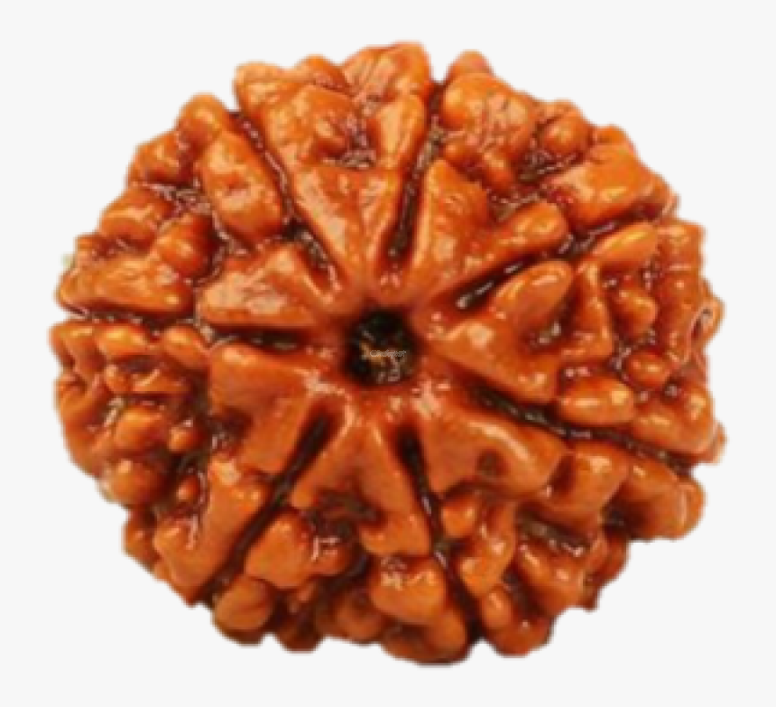 7 Mukhi Rudraksha Png, Transparent Png, Free Download