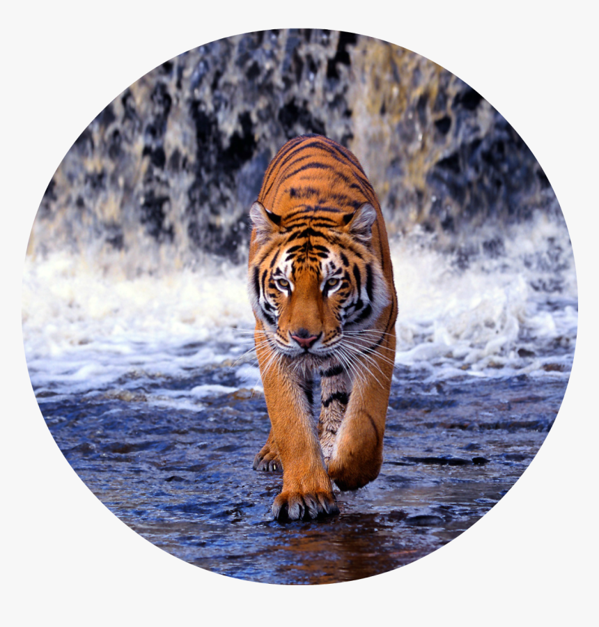 Tiger Png - Tiger Walking Images Hd, Transparent Png, Free Download